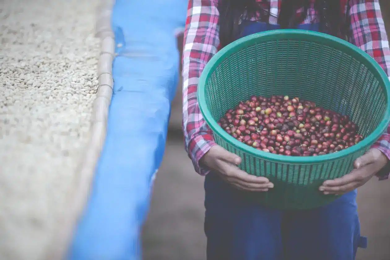 Fazenda Gurita - Brazilian Arabica
