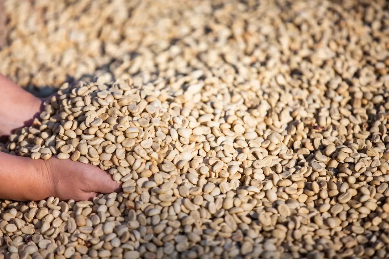 Fazenda Manila - Brazilian Arabica